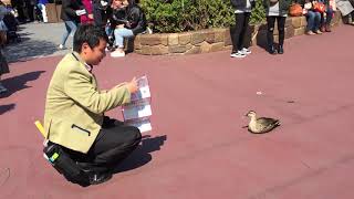 [Disney]カモに案内するキャストさん[2019/3/15]