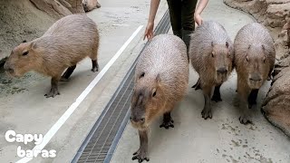 勝手に お出かけするカピバラさんチーム。Capybaras Take a Walk/神戸どうぶつ王国