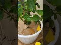 summer special ushasgarden hibiscus summerflowers summergarden floweringplants gardeningtips