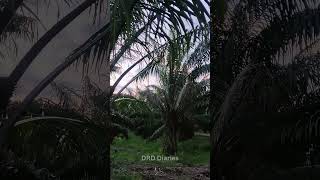 Palm Oil Trees Farm | DRD Diaries| Farming |Agriculture #shorts #nature #tree #farming #agriculture