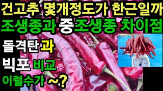 건고추를 말리면 고춧가루가 많이 나오는 품종이 과연 따로 있을까요