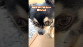 犬、すぐ拾ってくる。  #犬との暮らし #chihuahua #dog