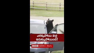 Bear Video : కారులో ఇరుక్కుపోయిన ఎలుగుబంటి..!! #shorts