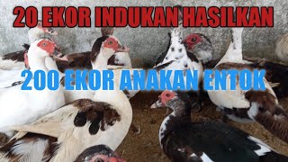 keuntungan beternak entok 20 ekor indukan