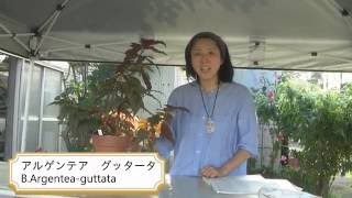 花郷園商品紹介シリーズ第21回 アルゲンテア　グッタータ　B.Argentea-guttata