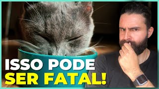 NÃO Alimente Seu Gato ASSIM!