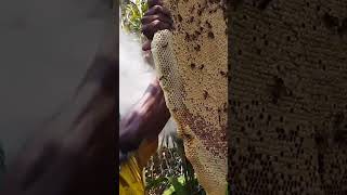 সুন্দরবনের মৌয়াল জীবন | Honey Hunting at Sundarbans #mohsin_ul_hakim