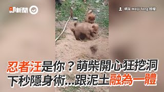 萌柴瘋狂挖洞玩瘋啦！ 下秒隱身術跟泥土融為一體｜寵物動物｜柴犬｜柴柴