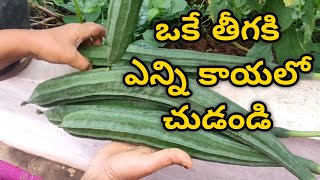 ఒకే తీగకి ఎన్ని కాయలో చుడండి, Amazing Ridge Gourds Harvest in our terrace garden