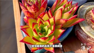 多肉植物｜东云系最美状态应该是冬季了，俏丽的口红；艾伦和锦晃星的悬崖桩