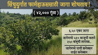 Planted Agriculture Land In Sindhudurg. #Price 42000 Guntha Only. #realestate