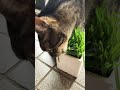 猫草食べる猫 shorts キジトラ猫 cat