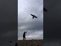 flying with the lure falco cherrug saker falcon