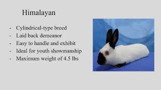 Rabbit Breeds 4-H presentation by Kyleigh Dolan