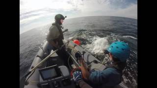 Right Whale Disentanglement 06JAN17