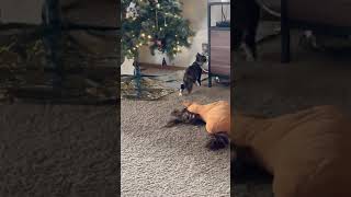 Clever Tin Foil Hack Helps Keep Cats Away From Christmas Trees
