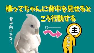 飼い主が背中を見せると構ってちゃんはこう行動する　When I show my back to a spoiled cockatoo, he takes action like this