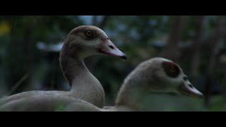 The Life of the Florida Ducks [HD]