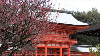 京都の四季　下鴨神社　（光琳の梅と名残りの雪）