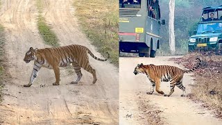 Up Close with Nature’s Majesty | Jungle Lodge Safari | JLR |  സഫാരി വണ്ടിക്ക് മുന്നിൽ കടുവ