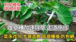 [前院種植環境修整]11.1 堆草槽高效率除草 走道地事調整小技巧 芋頭穴植與造景美化 蒜頭種植 防狗網設置