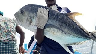 அதிக அளவு பாறை மீன் பிடிக்கும் காட்சி / boat big fish catch video Kumari meenavan