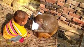 Monkey Rani Amazing Video