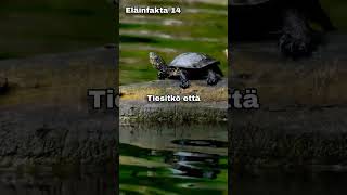 Päivän eläinfakta🐢 osa: 14 #eläinfakta #kilpikonna