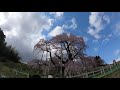 【gopro】日本三大桜 三春滝桜 瀧櫻 天然記念物 7分咲き 樹齢1000年 2020年花見 福島県三春町 2020 04 05