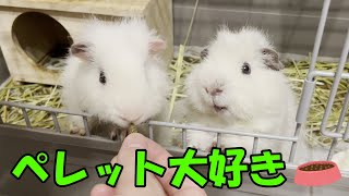 【モルモット】ペレットが大好きな2匹のモルちゃん！エサ袋の音で反応するようになってしまった....