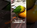 柿とピッタリフィットするボタンインコ