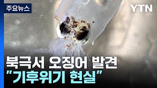 동해서 사라진 오징어가 북극에?!...\