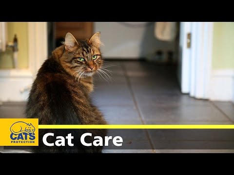 Caring for your cat - keeping indoor cats happy Caring for your cat - keeping indoor cats happy