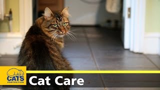 Caring for your cat - keeping indoor cats happy