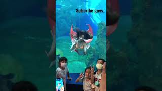 Pesona mermaid #shorts #shortvideo #love