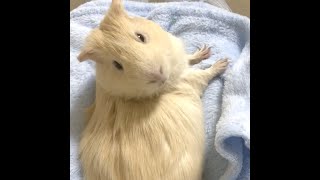 ばっちり！ふりむきイケメンなモルモット🐹🌟3歳 #Shorts #guineapig #天竺鼠