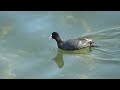 オオバン　その２　common coot in japan