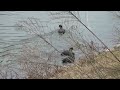 オオバン　その２　common coot in japan