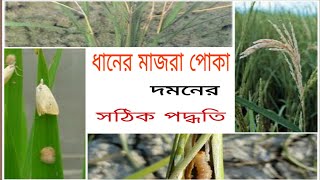 ধানের মাজরা পোকা দমনে করণীয় // how to control rice stem borer/ majra poka