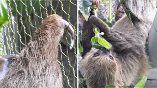 樹懶 吃播 2022-4-22 1355 台北市立動物園 Taipei Zoo sloth