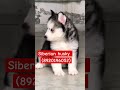 bk pet zone siberian husky puppy for sale 8920196052