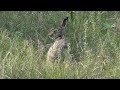 zając szarak lepus europaeus