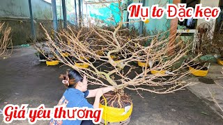 Mai giảo Tân Châu chơi Tết 15/1 shop Trúc Yên 📲O9397793I8 miền tây tôi yêu (@MaivàngQuêdừa)