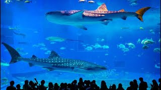 ವಿಶ್ವದ ಅತಿದೊಡ್ಡ ಅಕ್ವೇರಿಯಂ ಅಮೇರಿಕಾದಲ್ಲಿ Georgia Aquarium2021- Atlanta USA/Kannada vlogs /Dolphinshow