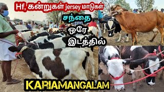 Hf கன்றுகள் jersey மாடுகள்|சந்தை ஒரே இடத்தில்|Kariamangalam @Modernpannai