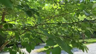 The Sound of the Cicada Summer!