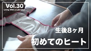 Vlog【ラブラドールとの暮らし】生後8ヶ月で初めてのヒートになりました。