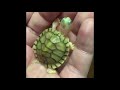 Animals SOO Cute! Cute baby animals Videos Compilation cutest moment of the animals