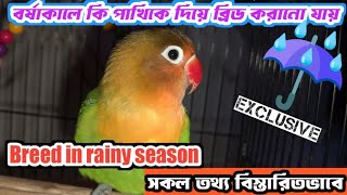 Birds Breed in Rainy Season?? বর্ষাকালে কি পাখিকে দিয়ে ব্রিড করানো যায়?🌨️🌨️🐣🐣🦜🦜🐦