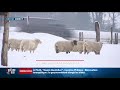 6000 moutons coincés en pâturage en savoie après le changement brutal de température